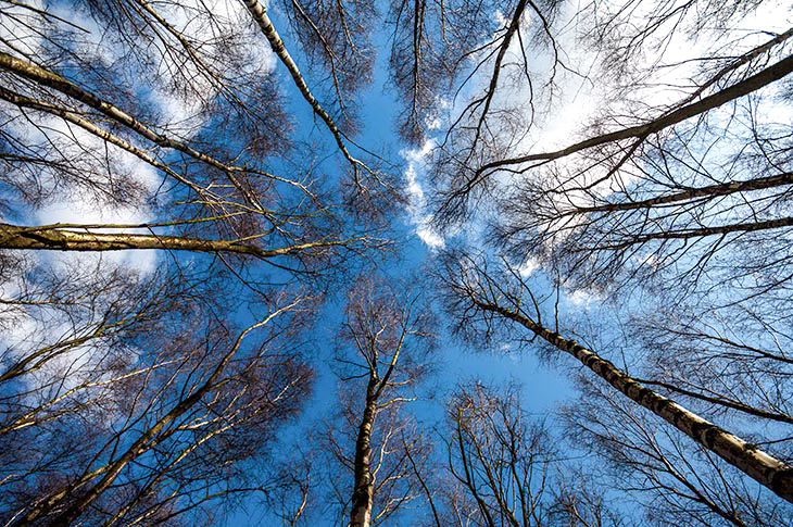 View looking up at trees and sky